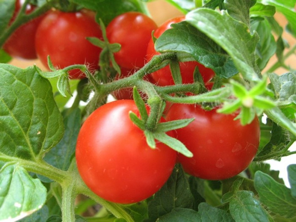 Томаты, или помидоры