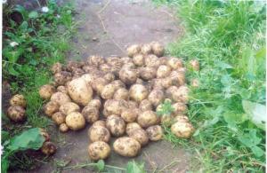 Выращивание семенного картофеля