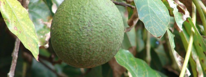 Авокадо – растение приносящее долголетие