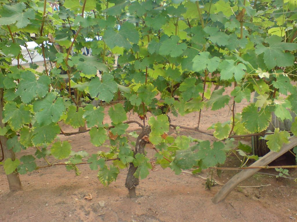 Порядок формирования куста винограда