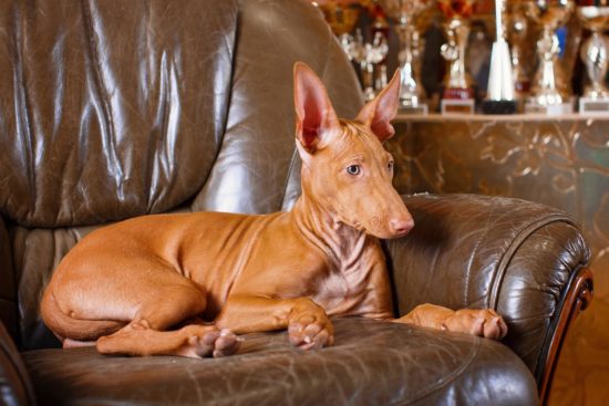 Фараонова собака на кресле