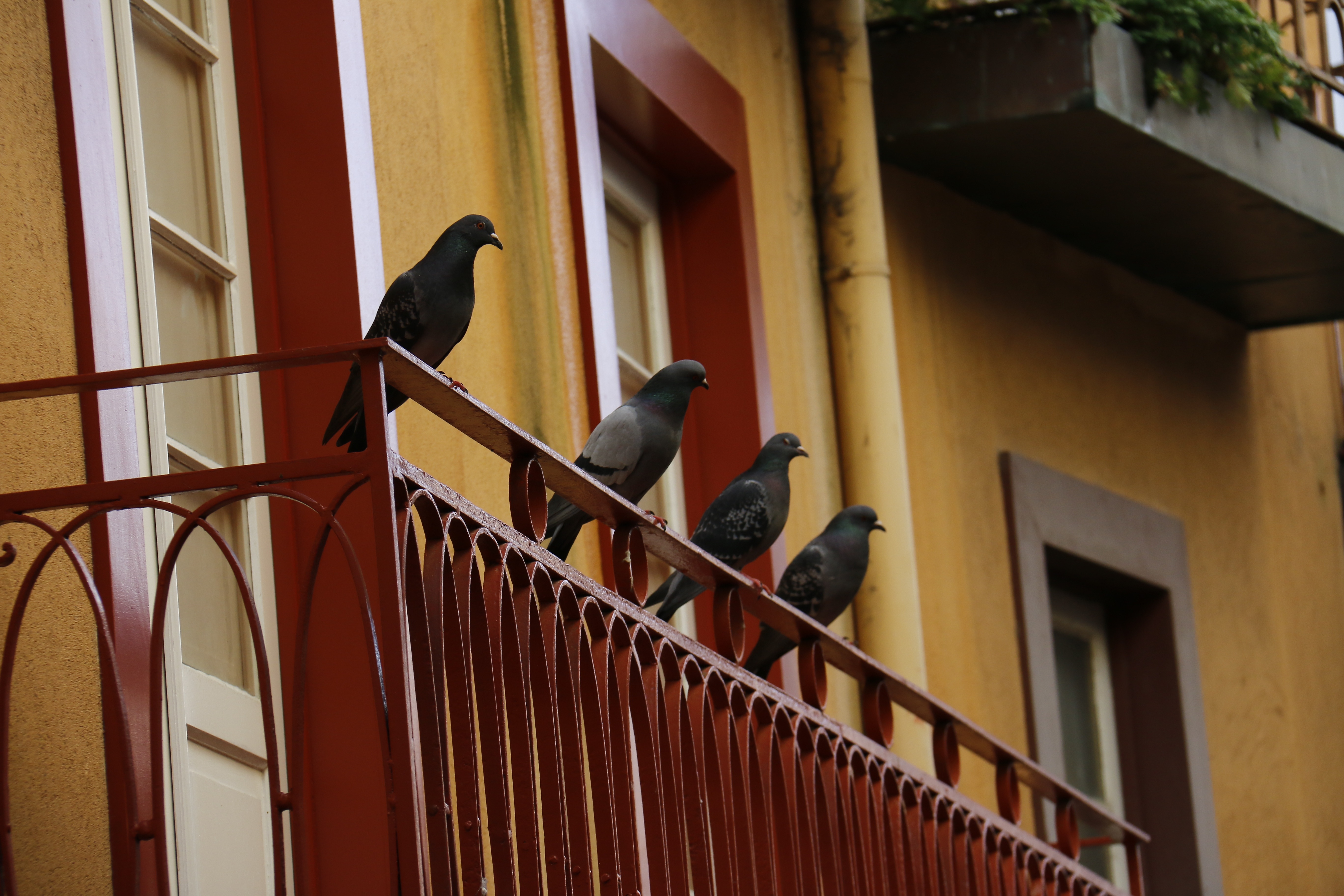 architecture-wood-window-old-wall-balcony-facade-handrail-pigeon-stairs-classic-baluster-outdoor-structure-665635.jpg