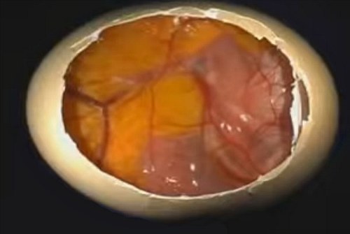 7–14 сутки развития эмбриона